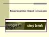 Овцеводство в Новой Зеландии