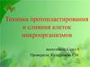 Техника протопластирования и слияния клеток микроорганизмов