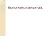 Волчья пасть и заячья губа