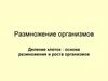 Размножение организмов