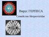 Вирус Герпеса. Семейство Herpesviridae