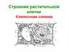 Строение растительной клетки. Клеточная стенка