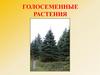 Голосеменные растения