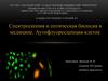 Спектроскопия и оптическая биопсия в медицине. Аутофлуоресценция клеток