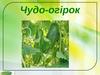 Чудо-огірок