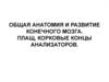 Развитие конечного мозга. Плащ, корковые концы анализаторов