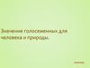 Значение голосеменных для человека и природы