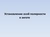 Установление осей полярности в зиготе. (Лекция 8)