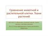 Сравнение животной и растительной клетки. Ткани растений