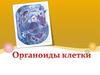 Органоиды клетки