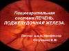Пищеварительная система: печень. поджелудочная железа