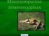 Многообразие земноводных