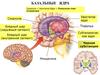 Лекция 3-5. ЦНС. Базальные ганглии. Лимбика. Кора