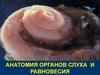 Анатомия органов слуха и равновесия