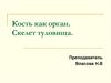 Кость как орган. Скелет туловища