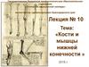 Кости и мышцы нижних конечностей. (Лекция 10)