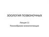 Зоология позвоночных. Разнообразие млекопитающих. (Лекция 11)