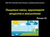 Пищевые связи, круговорот веществ в экосистеме