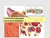 Структура и функции клеточных мембран