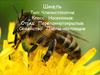 Шмель Тип: Членистоногие Класс:  Насекомые Отряд:  Перепончатокрылые Семейство:  Пчёлы настоящие