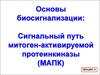 Основы биосигнализации: сигнальный путь митоген-активируемой протеинкиназы (MAПК). Лекция 8
