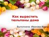 Как вырастить тюльпаны дома