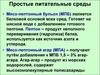 Простые питательные среды