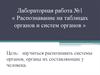 Распознавание на таблицах органов и систем органов