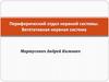Периферический отдел нервной системы. Вегетативная нервная система