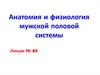 Анатомия и физиология мужской половой системы