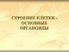 Строение клетки. Основные органоиды
