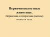 Первичнополостные животные. Первичная и вторичная (целом) полости тела
