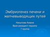 Эмбриогенез печени и желчевыводящих путей
