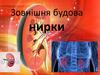 Зовнішня будова нирки