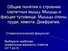 Общие понятия о строении скелетных мышц. Мышцы и фасции туловища. Мышцы спины, груди, живота. Диафрагма