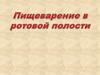 Пищеварение в ротовой полости