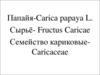 Папайя-сarica papaya L. Сырьё - fructus caricae. Семейство кариковые caricaceae