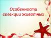 Особенности селекции животных
