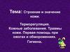Строение и значение кожи. Терморегуляция. Кожные заболевания. Травмы кожи. Первая помощь при ожогах и обморожениях. Гигиена