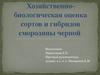 Хозяйственнобиологическая оценка сортов и гибридов смородины черной