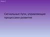 Сигнальные пути, управляющие процессами развития. (Тема 3)