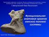 Функциональная анатомия органов женской половой системы