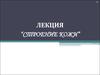 Строение кожи