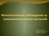Фенологические наблюдения за изменениями жизни растений