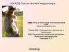 Плод как объект родов. Антенатальная охрана плода. Перинатальная диагностика