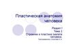 Пластическая анатомия человека