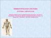 Лимфатическая система