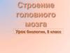 Строение головного мозга