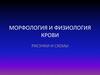 Морфология и физиология крови. Рисунки и схемы