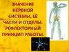 Значение нервной системы, её части и отделы. Рефлекторный принцип работы